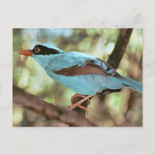 Blue-Breasted Kingfisher Photo Postcard