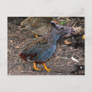 Blue-breasted Quailmoose postcard