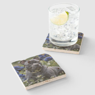 "Blue Brindle Beauty: A Staffy in Blue Roses Stone Coaster