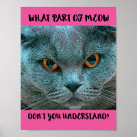 Blue British Shorthair Cat funny and humourous