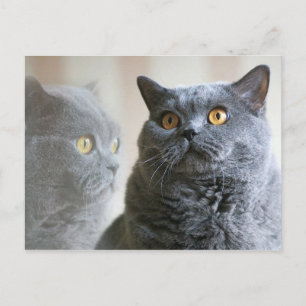 Blue British Shorthair with gold eyes Postcard