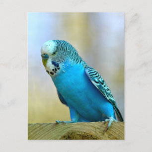 Blue budgerigar perched postcard