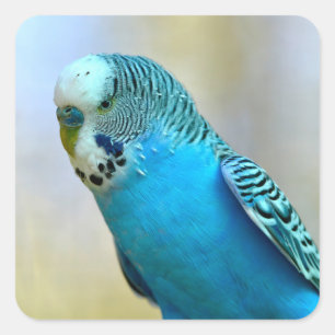 Blue budgerigar perched postcard square sticker