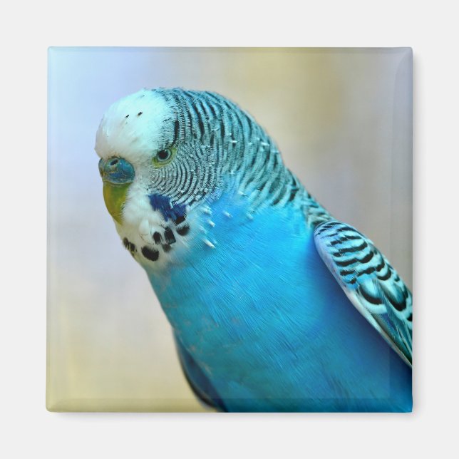 Blue budgerigar perched postcard square sticker T- Magnet (Front)