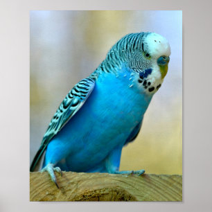 Blue budgerigar perched postcard square sticker T- Poster