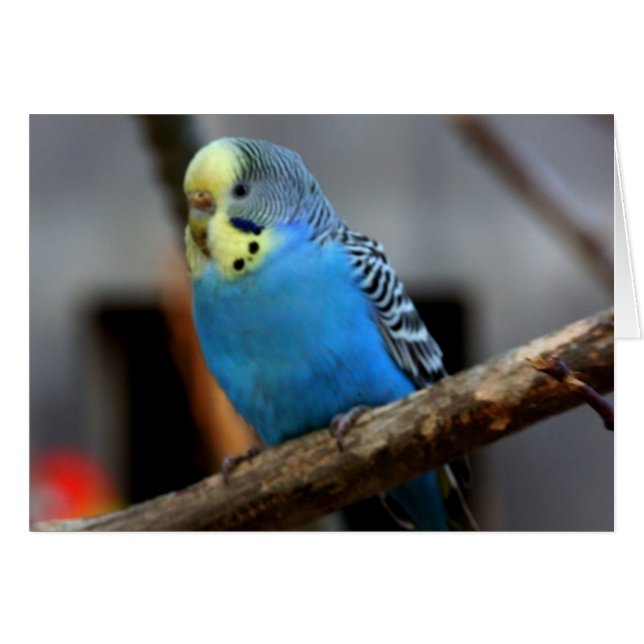 Blue Budgie (Front Horizontal)