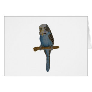 Blue Budgie Art