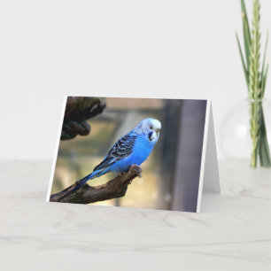 Blue Budgie Card
