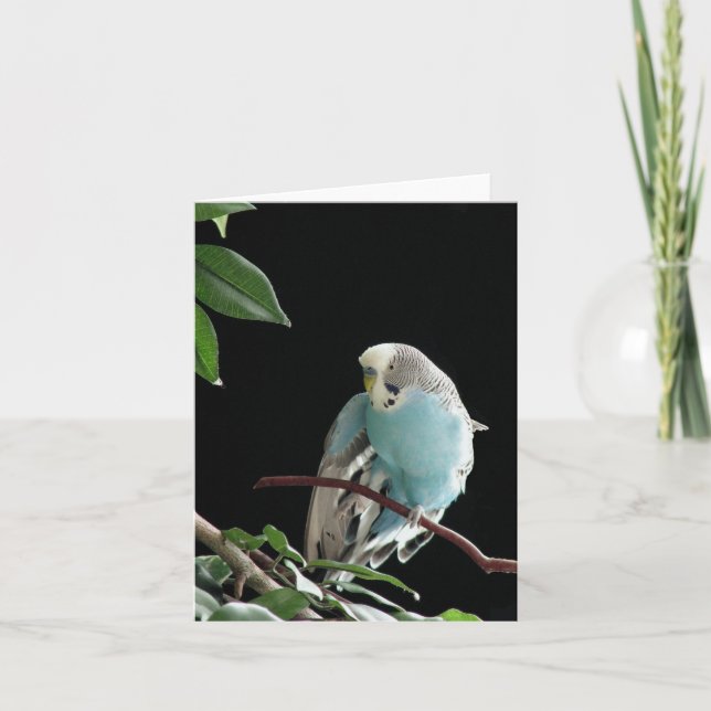 Blue Budgie Greeting Card,  Parakeet Greeting Card (Front)