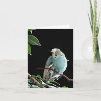 Blue Budgie Greeting Card, Parakeet Greeting Card