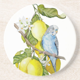 Blue Budgie in Lemon Tree Watercolor Botanical Art Coaster