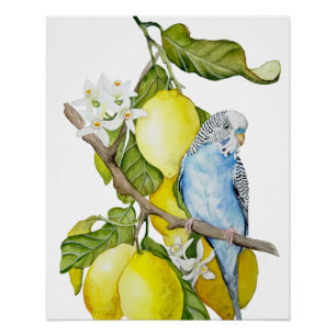 Blue Budgie in Lemon Tree Watercolor Botanical Art Poster