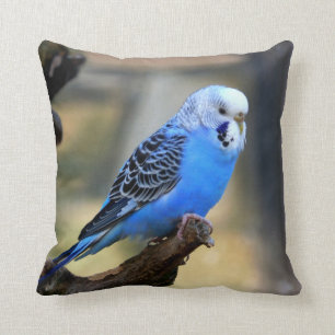 Blue Budgie Parrot Parakeet Cushion
