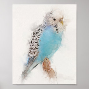 Blue Budgie Portrait Poster