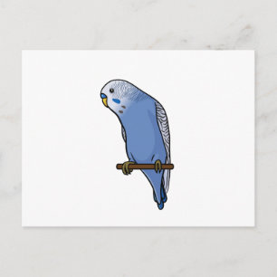Blue Budgie Postcard