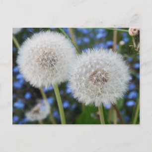 blue, buttercup, plant, dandelion, meadow, white, postcard