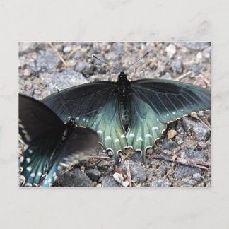 Blue Butterflies Postcard