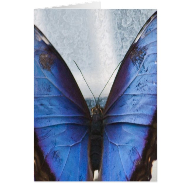 Blue Butterfly (Front)