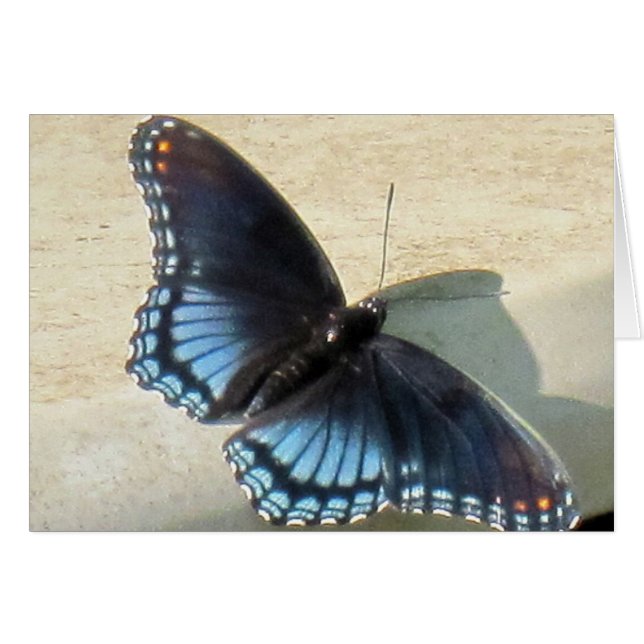 Blue Butterfly (Front Horizontal)