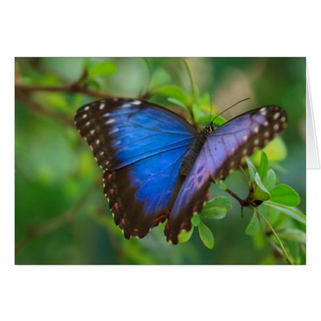 Blue Butterfly (Front Horizontal)