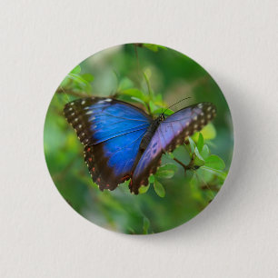 Blue Butterfly 6 Cm Round Badge