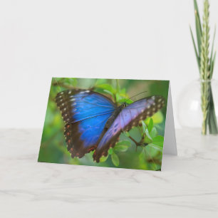 Blue Butterfly Card