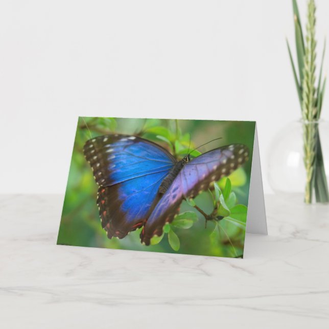 Blue Butterfly Card (Front)