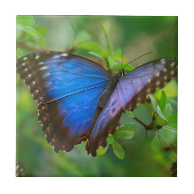 Blue Butterfly Ceramic Tile (Front)