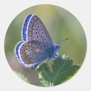 blue butterfly classic round sticker