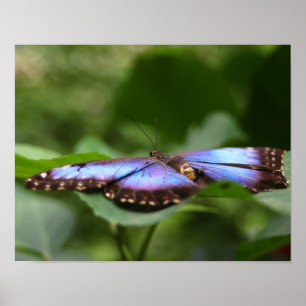 Blue Butterfly Close Up Poster