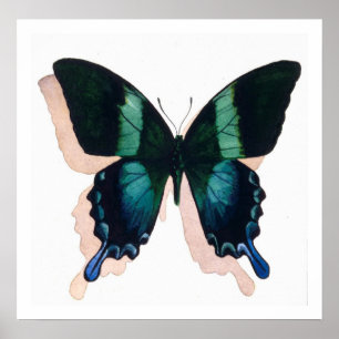 "Blue Butterfly" Insect Watercolor Art Poster