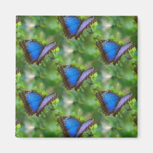 Blue Butterfly Magnet