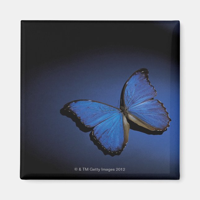 Blue butterfly magnet (Front)