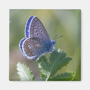 blue butterfly magnet
