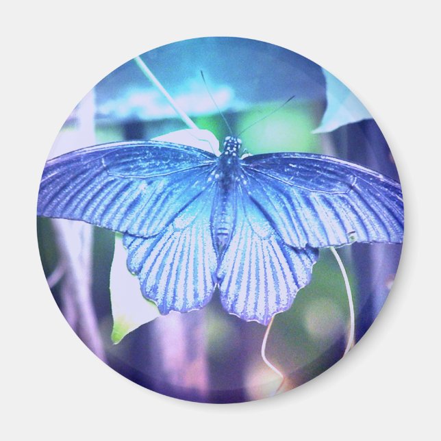 Blue Butterfly Magnet (Front)