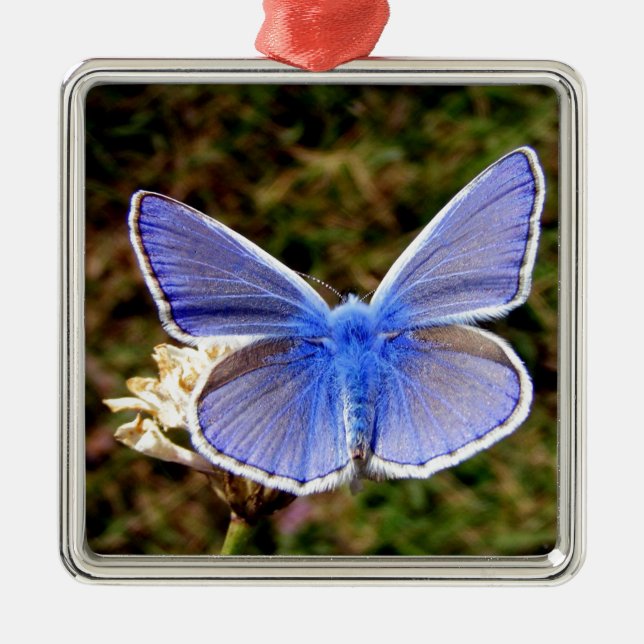 Blue Butterfly Metal Ornament (Front)