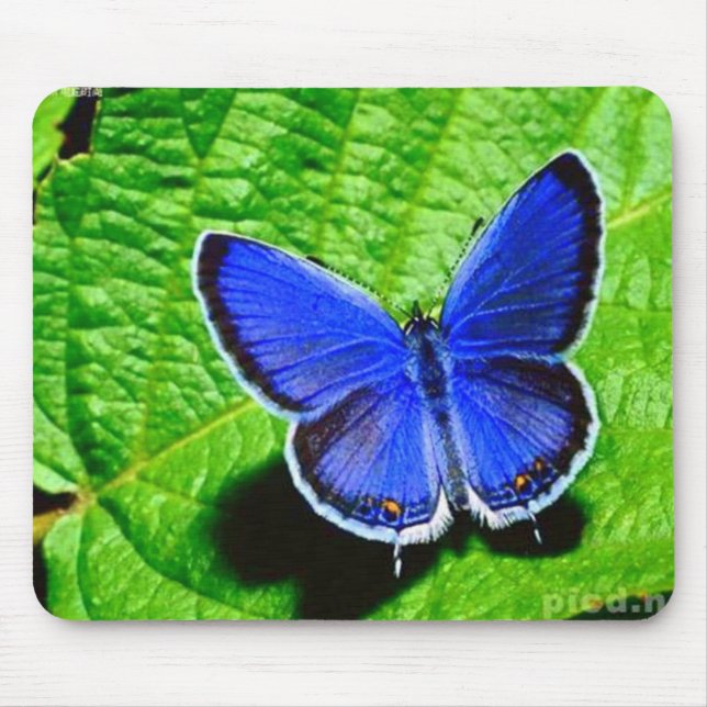 Blue Butterfly Mousepad (Front)