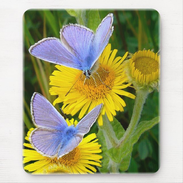 BLUE BUTTERFLY ~ Mousepad # 2 (Front)
