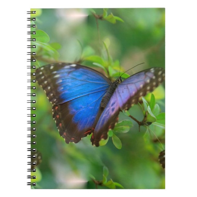 Blue Butterfly  Notebook (Front)