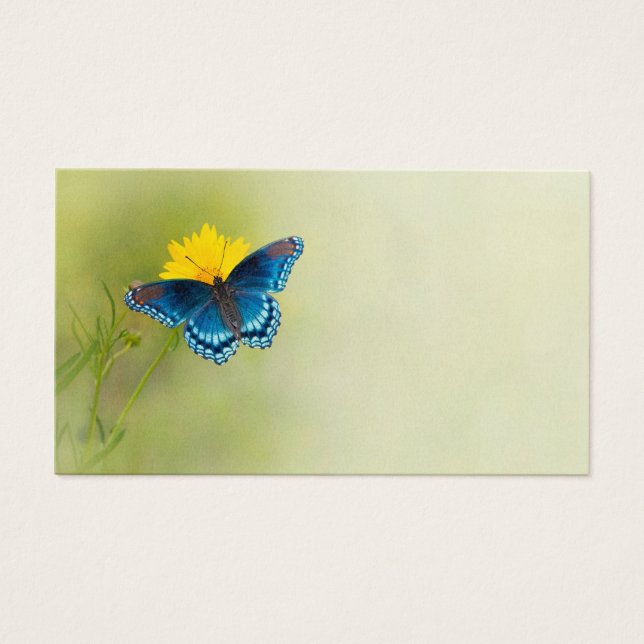 Blue Butterfly on Yellow Coreopsis (Front)