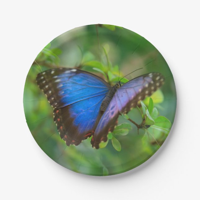 Blue Butterfly Paper Plate (Front)