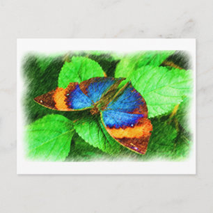 Blue Butterfly Pencil Art Postcard