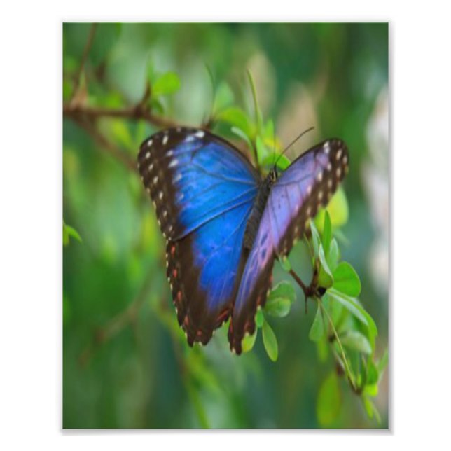 Blue Butterfly Photo Print (Front)