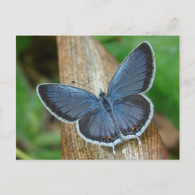 Blue Butterfly Postcard (Front)