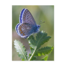blue butterfly