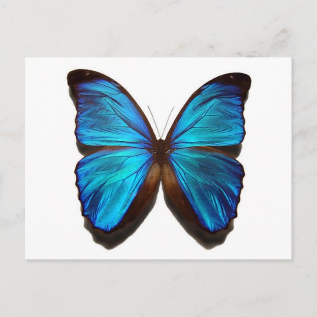 Blue Butterfly Postcard (Front)