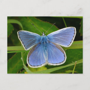 Blue Butterfly Postcard