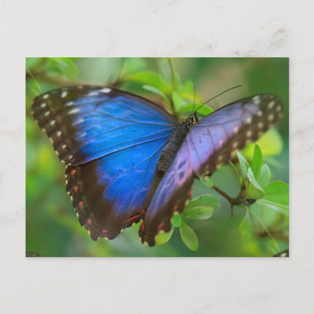 Blue Butterfly  Postcard (Front)