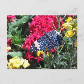 Blue Butterfly Postcard Colourful Flowers