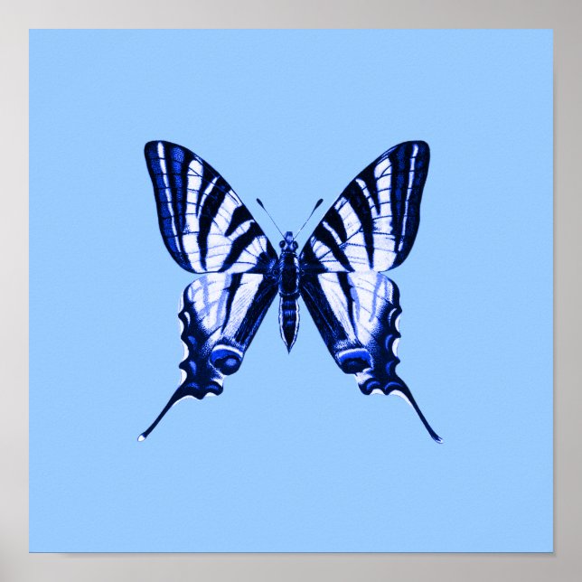 Blue Butterfly Poster (Front)